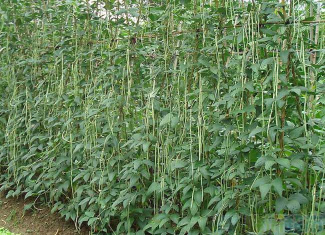 豇豆种植管理方法