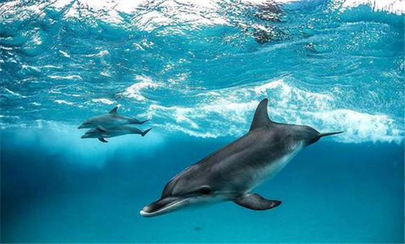 海豚是一种兽类而非鱼类，介绍海豚的食用价值