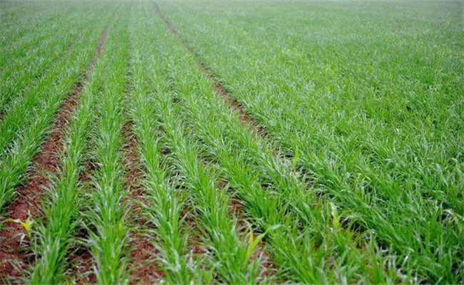 冬小麦如何施肥？小麦的需肥特点是什么？