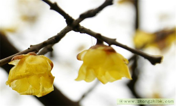 腊梅花的功效与作用 腊梅花是芳香静心的冬之花