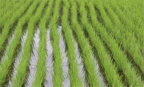 水稻生长过程简介 水稻生长的几个时期如何划分