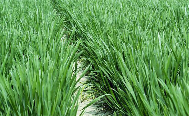 小麦对磷肥需求