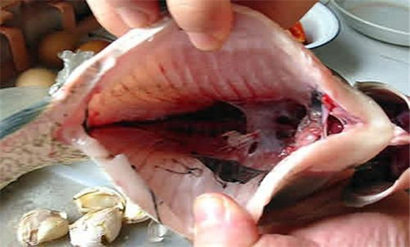 鱼胆的主要成分与功效 为什么服食鱼胆有益健康