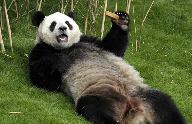 大熊猫和小熊猫的区别