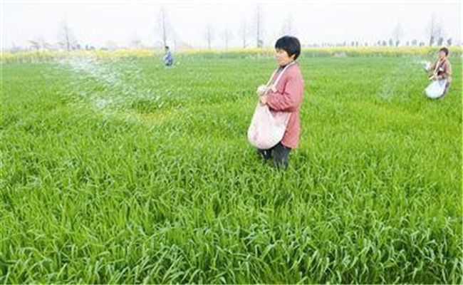 小麦对氮肥需求