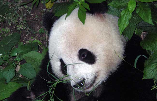 大熊猫的寿命有多长