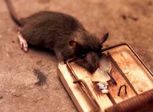 家里有老鼠怎么办？