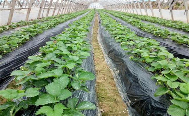 草莓花期怎样冲施磷肥