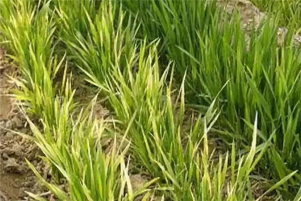 小麦发黄死苗如何防治，一亩小麦用多少芸苔素