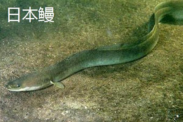 鳗鱼种类及区别