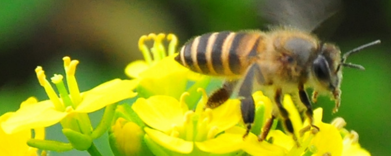 蜜蜂败血病，附预防措施
