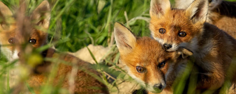 狐狸的养殖前景，附狐狸的市场行情和狐狸养殖的现状