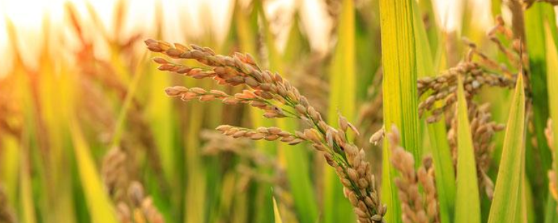 黄花粘水稻品种简介，附种植技术要点