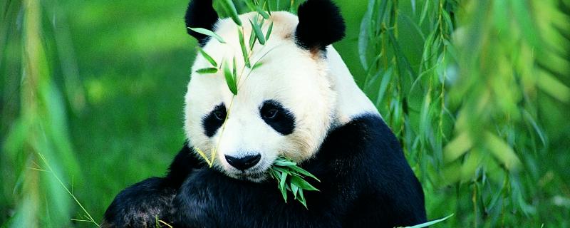 大熊猫的生活特点，特别喜欢睡觉，主要以竹子为食