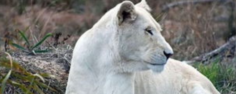 白狮是什么，附其物种由来