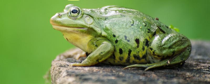 青蛙的生活习性特点，它爱吃什么食物