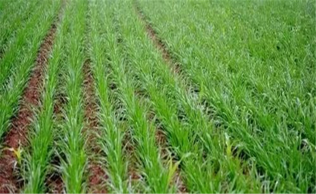 小麦除草剂能和叶面肥混合打吗
