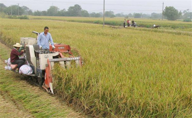 杂交水稻亩产一般多少斤