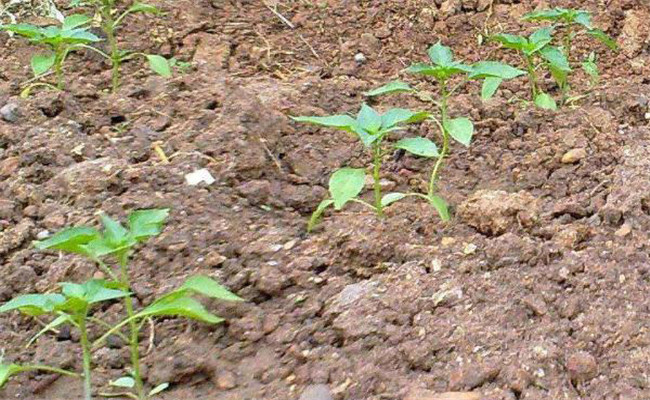甜椒的栽培时间和密度 甜椒栽培与管理技术