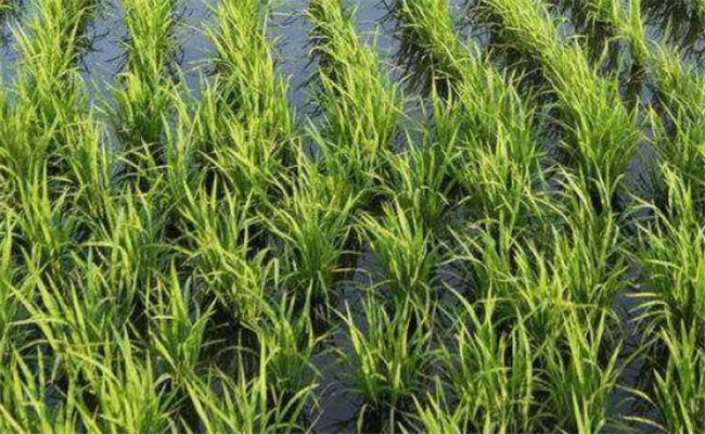 水稻生育期是如何划分的 水稻的水分与肥料管理