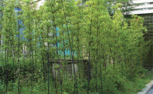 紫竹怎么养才能更旺盛？紫竹的园林用途