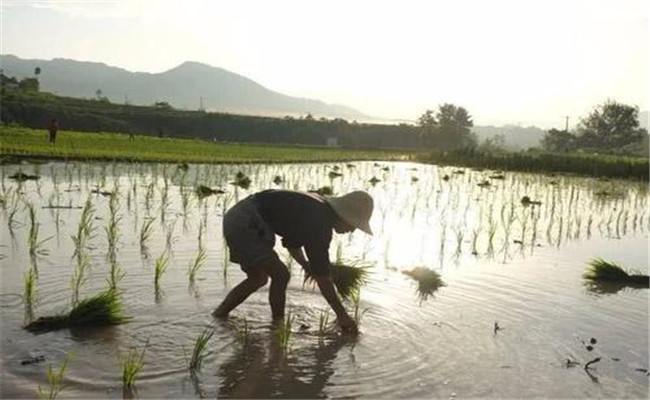 早稻和晚稻的播种时间