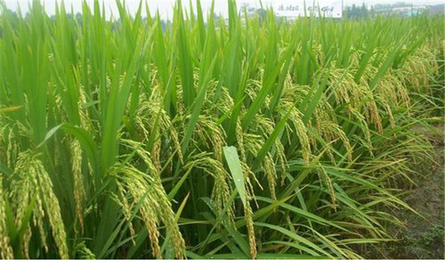 杂交水稻是哪一年产生的 杂交水稻的影响和意义