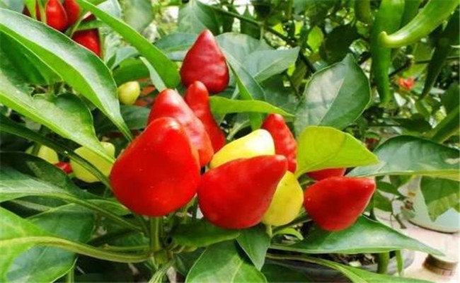 怎样种植子弹头辣椒，其亩产量一般是多少斤