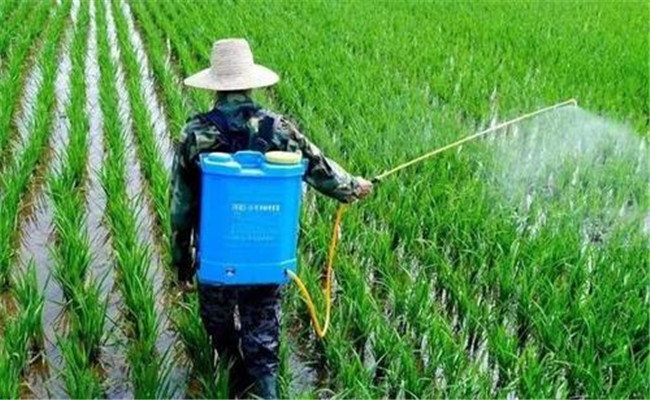 水稻如何除草 怎样判断水稻是否发生除草剂药害