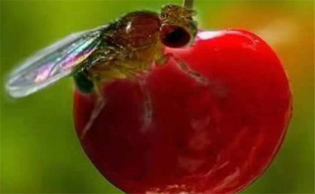 樱桃果蝇什么时候防治效果好 樱桃果蝇防治方法