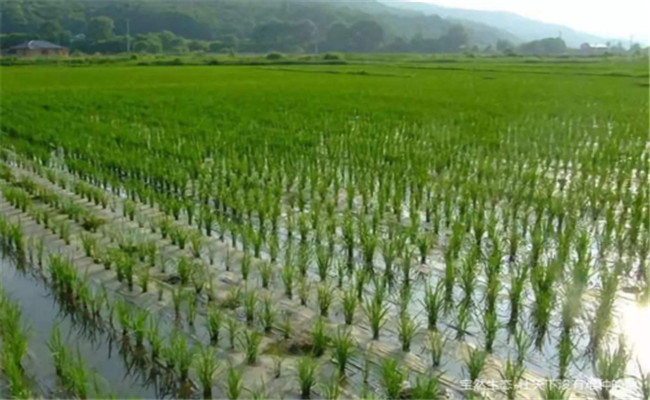 直播晚稻什么时候播种，晚稻如何施钾肥能增产