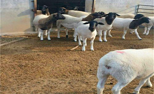 羊多胎取决于公羊还是母羊