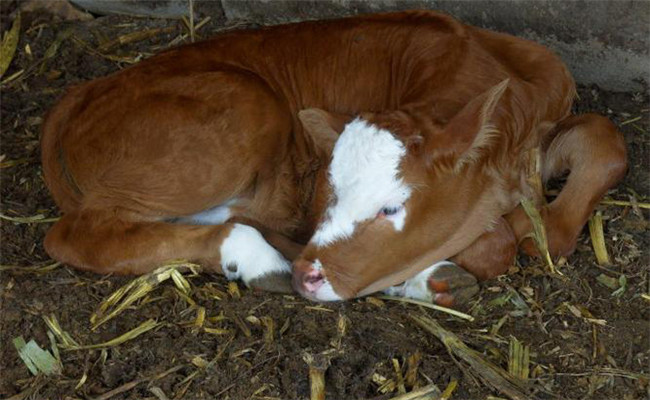 新生牛犊拉黄稀是什么原因引起的，怎样治疗？