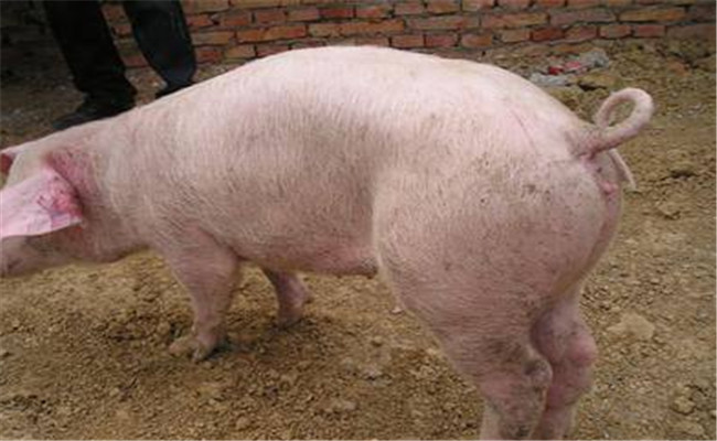 猪高热病的主要临床症状