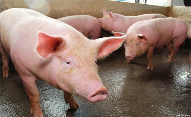 猪高热病的病因是什么