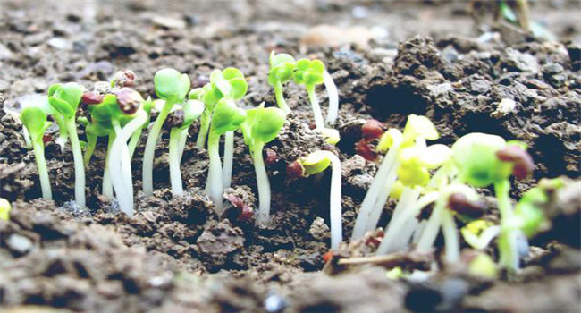 大白菜生长分几个阶段 大白菜种植该注意什么