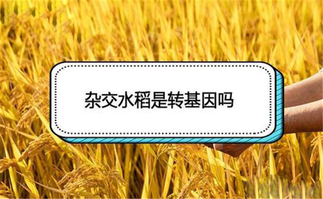 杂交水稻是转基因吗 杂交水稻和普通水稻的区别