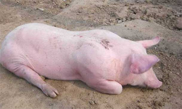 猪传染性胃肠炎症状