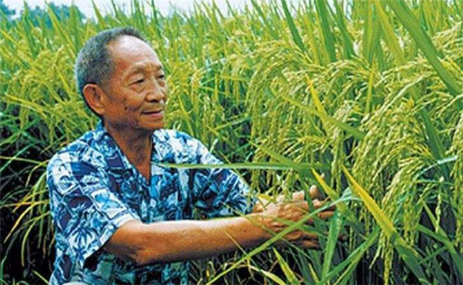 杂交水稻是哪两种水稻杂交的 可以自己留种吗？