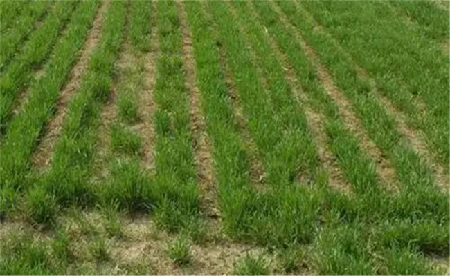 防治麦田杂草最佳时间 使用小麦除草剂注意什么
