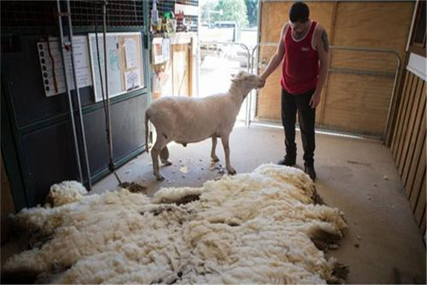 绵羊一年剪几次羊毛