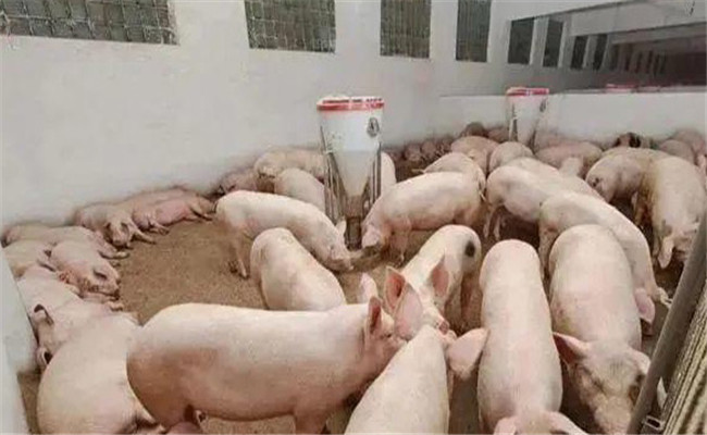 养猪为什么不能长期使用金霉素