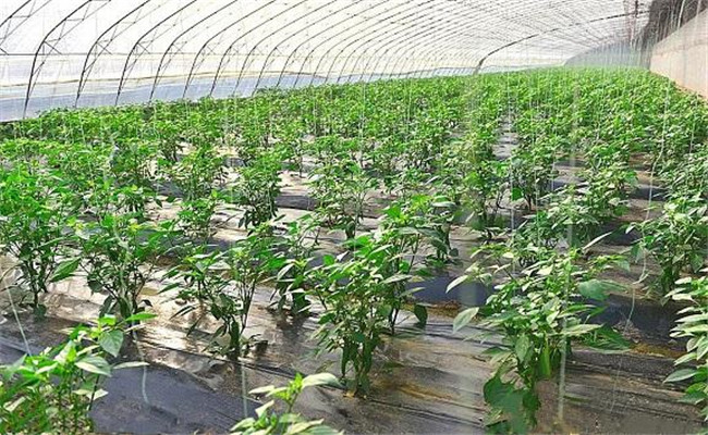 大棚辣椒亩产量一般多少斤 大棚辣椒怎么育苗