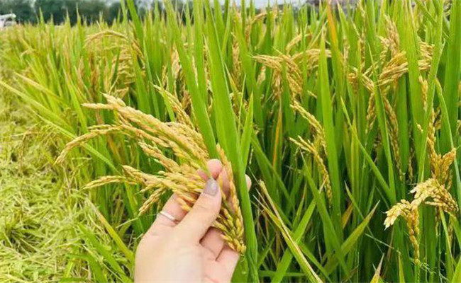 早稻和晚稻有什么区别