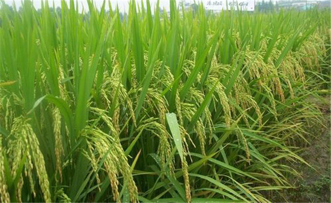 杂交水稻和转基因水稻的区别