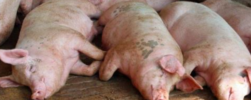 猪链球菌病的危害，猪链球菌病的发病原因