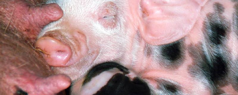 猪气喘病的防治技术，猪气喘病的偏方