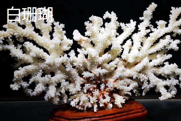 珊瑚是生物吗