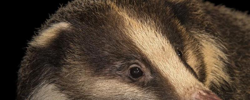 猪獾是保护动物吗附常见獾的种类