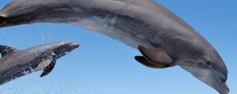 鲸鱼祖先是什么鲸鱼是不是鱼类鲸鱼的分类是什么